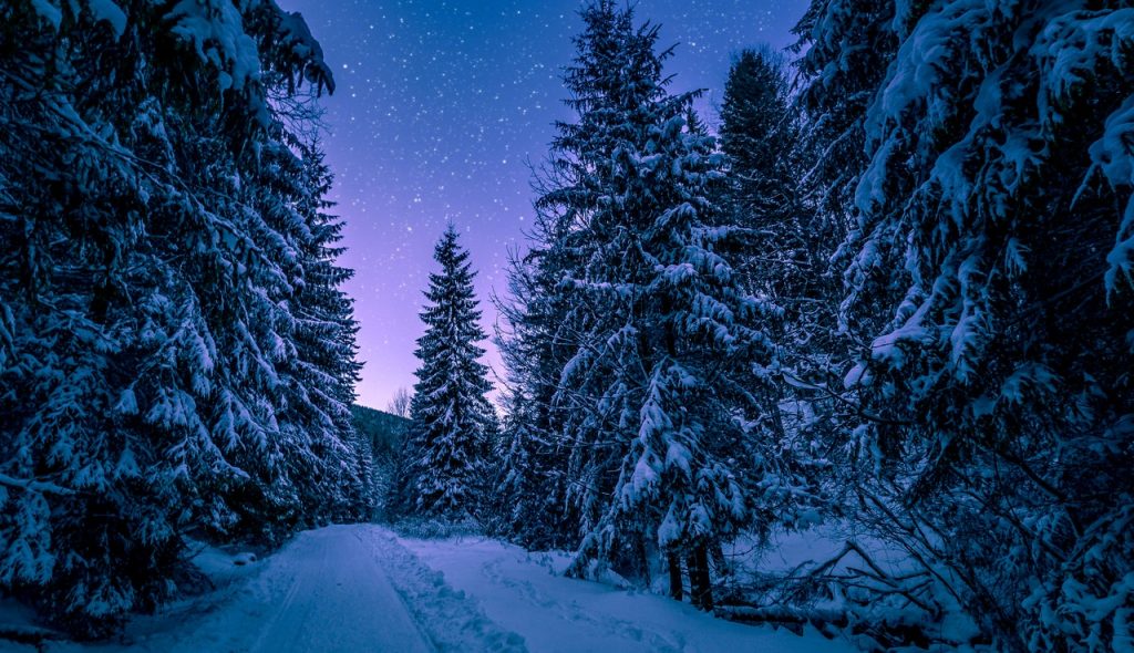 forêt enneigée à la nuit tombante