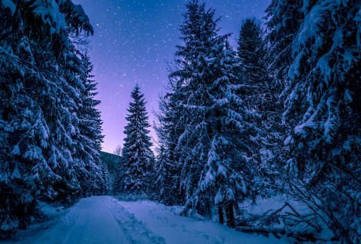 forêt enneigée à la nuit tombante